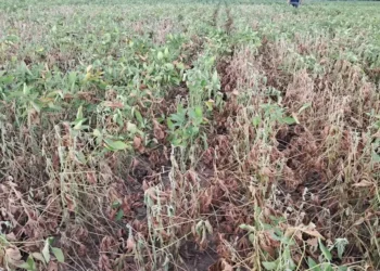 Lavoura de soja em São Sepé, região central do Estado; 61 cidades gaúchas estão em estado de emergência pela seca — Foto: Leonardo Soprano/Arquivo pessoal