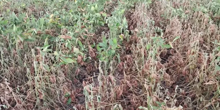 Calor superior a 40 graus põe em risco lavouras de soja no Rio Grande do Sul