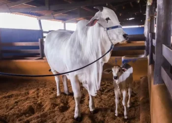 Aos cinco anos, Viatina-19 segue batendo recordes de venda de material genético — Foto: Ricardo Benichio