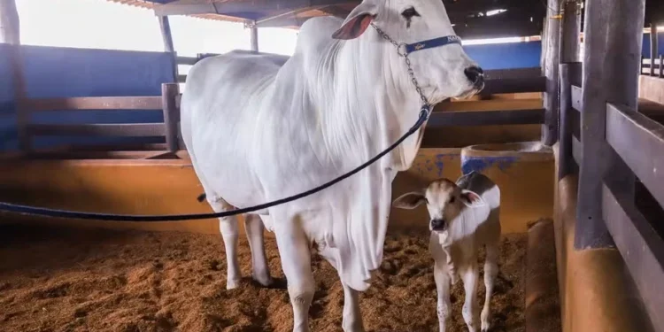 Aos cinco anos, Viatina-19 segue batendo recordes de venda de material genético — Foto: Ricardo Benichio