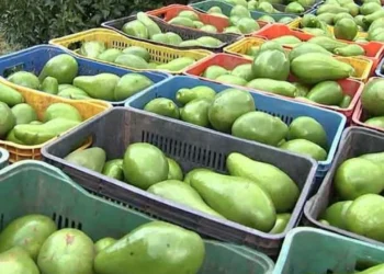 Altas quantidades de pesticidas químicos e fertilizantes sintéticos prejudicam a biodiversidade, a qualidade do solo e a saúde humana
crédito: Reprodução de vídeo TV TEM