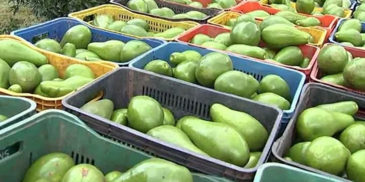 Altas quantidades de pesticidas químicos e fertilizantes sintéticos prejudicam a biodiversidade, a qualidade do solo e a saúde humana
crédito: Reprodução de vídeo TV TEM