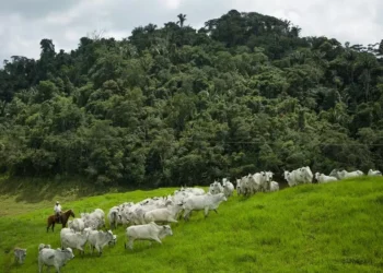 A oferta de boiadas tem atendido às demandas dos compradores — Foto: Wenderson Araújo