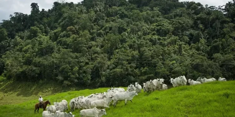 Preço do boi gordo segue estável com equilíbrio entre oferta e demanda