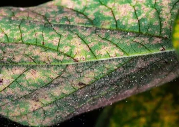 Foco de ferrugem asiática foi identificado em Correntina (BA) — Foto: Antonio Neto/Embrapa Soja