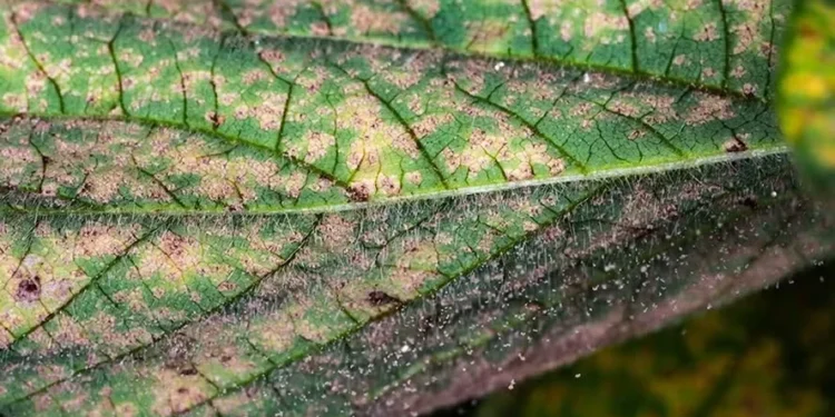 Bahia encontra primeiro caso de ferrugem asiática; Brasil já tem 107 focos
