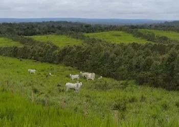 Grupo de produtores se uniu para formar a Frente Empresarial para Regeneração da Agricultura (FERA) — Foto: Arquivo pessoal