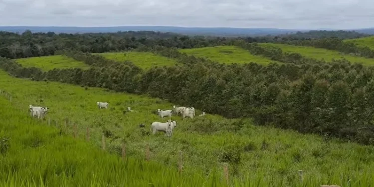 Grupo de produtores se uniu para formar a Frente Empresarial para Regeneração da Agricultura (FERA) — Foto: Arquivo pessoal