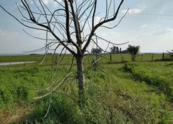 Planta de noz-pecã seca por contaminação de herbicida 2,4-D em Cachoeira do Sul — Foto: Lailor Garcia