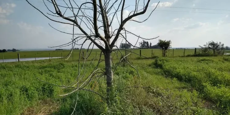 Planta de noz-pecã seca por contaminação de herbicida 2,4-D em Cachoeira do Sul — Foto: Lailor Garcia