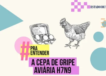 Nova cepa de gripe aviária H7N9: entenda o que é e os riscos