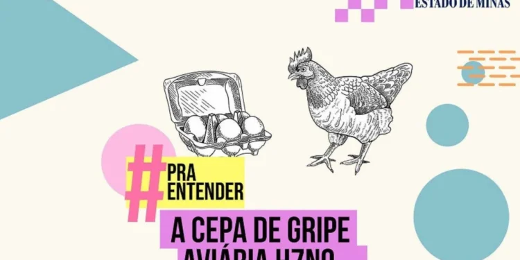 Nova cepa de gripe aviária H7N9: entenda o que é e os riscos