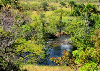Os dados são disponibilizados pelo Centro de Inteligência Geográficas em Gestão do Meio Ambiente (Cigma). - Foto: Fernando Alves / Governo do Tocantins