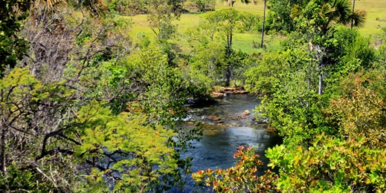 Os dados são disponibilizados pelo Centro de Inteligência Geográficas em Gestão do Meio Ambiente (Cigma). - Foto: Fernando Alves / Governo do Tocantins