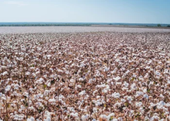 Mesmo os produtores que vão plantar o algodão safrinha após o dia 15 de março devem fazer o cadastro. Foto - Keven Lopes / Governo do Tocantins