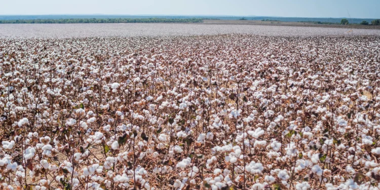 Mesmo os produtores que vão plantar o algodão safrinha após o dia 15 de março devem fazer o cadastro. Foto - Keven Lopes / Governo do Tocantins