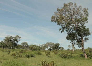 Comitê Técnico visa garantir a troca de informações, o alinhamento de metodologias e a definição de diretrizes para a recuperação do Cerrado.Fernando Alves/Governo do Tocantins;