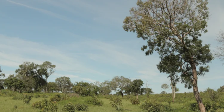 Tocantins avança na preservação ambiental com criação do Comitê Técnico para elaboração do plano para recuperar áreas degradadas