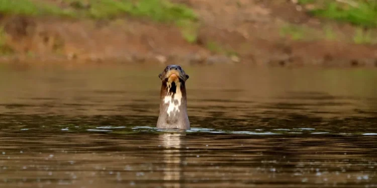 Com o programa Pró-Ariranha, Naturatins reforça a conservação da espécie no Parque Estadual do Cantão