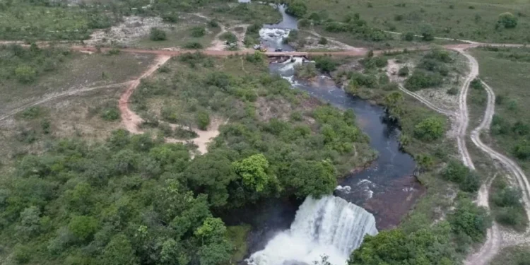 Com planos estratégicos de conservação, Naturatins fortalece a proteção de espécies ameaçadas de extinção no Estado