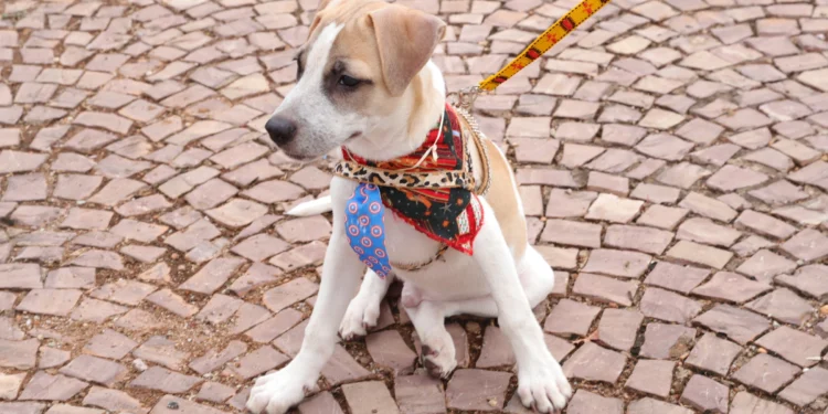 Governo do Tocantins reestrutura Comitê Pró-Animais para ampliar a participação de órgãos públicos e entidades na gestão da defesa animal