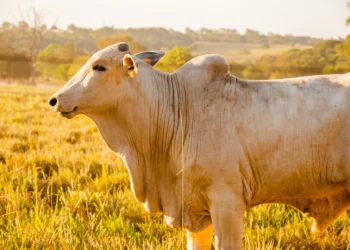 A notificação pode ser realizada presencialmente na Adapec, se preferir poderá comunicar pelo e-SISBRAVET no site institucional ou pelo 0800 000 4733