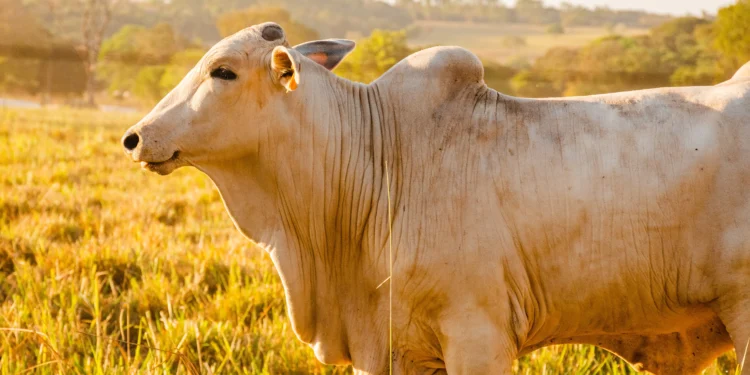 Adapec alerta sobre a importância da notificação de suspeitas e ocorrências de doenças em animais