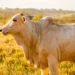 Adapec alerta sobre a importância da notificação de suspeitas e ocorrências de doenças em animais
