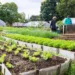 Secretaria de Agricultura inicia recadastramento de horticultores de Palmas em abril
