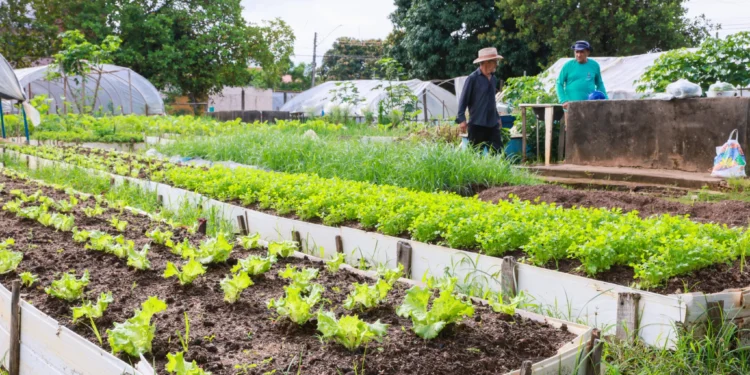 Secretaria de Agricultura inicia recadastramento de horticultores de Palmas em abril