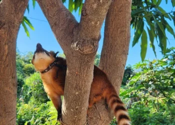 Quati é resgatado de cativeiro irregular em Aurora do Tocantins