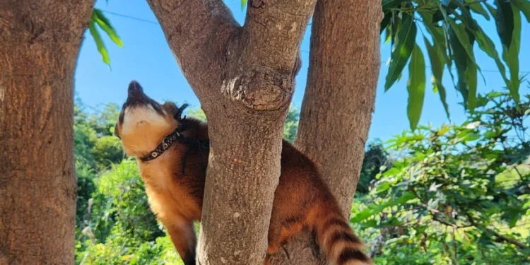 Crédito: Divulgação/Polícia Civil