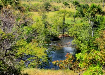 TO reduz desmatamento em 38,3% no início de 2025, com 170 km² devastados