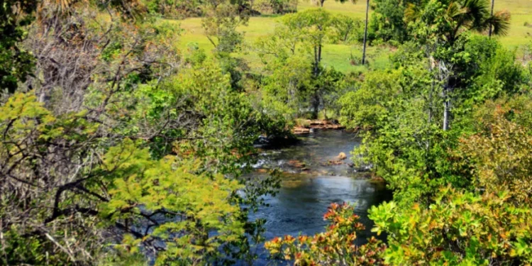 TO reduz desmatamento em 38,3% no início de 2025, com 170 km² devastados