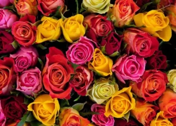 Maior procura na data são por rosas e orquídeas — Foto: Canva/ Creative Commoms