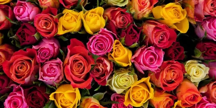 Venda de flores para o Dia da Mulher deve crescer 8% neste ano