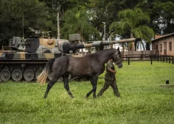 Todos os anos, a Coudelaria de Rincão entrega cerca de 150 cavalos prontos para uso ao Exército, além de atender demandas de Polícias Militares dos Estados — Foto: Marcelo Curia/Globo Rural