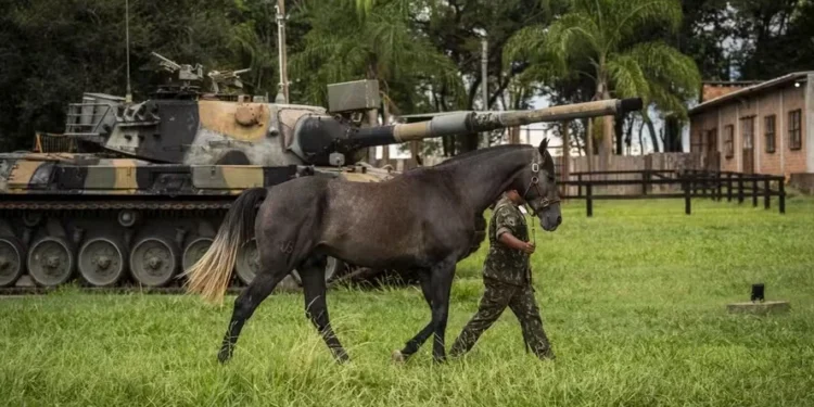 Todos os anos, a Coudelaria de Rincão entrega cerca de 150 cavalos prontos para uso ao Exército, além de atender demandas de Polícias Militares dos Estados — Foto: Marcelo Curia/Globo Rural