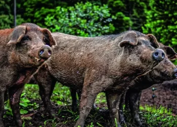 Porco moura é uma raça que foi criada pelos tropeiros paranaenses no século XIX — Foto: Thiago de Jesus/Ed Globo