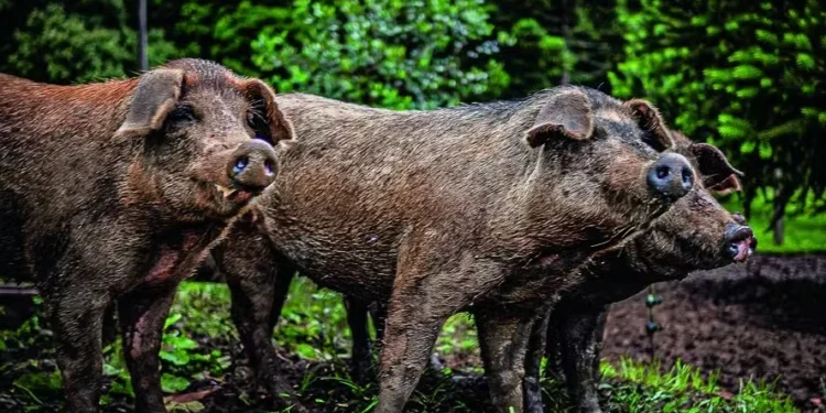 Porco moura: conheça a raça que iniciou a suinocultura no Paraná
