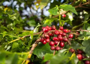 A produção de café desta temporada (arábica + robusta) deve superar em ligeiros 2,7% a da safra anterior — Foto: Wenderson Araujo/CNA