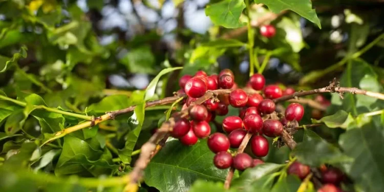 Exportações de café do Vietnã ganham ritmo, mas ainda estão abaixo da safra passada