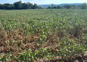 Seca afetou o desenvolvimento dos pés de soja no campo, o que fica evidente para quem percorre a região centro-norte do Rio Grande do Sul, — Foto: Felipe Bieger/Arquivo pessoal