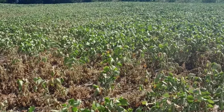 Seca afetou o desenvolvimento dos pés de soja no campo, o que fica evidente para quem percorre a região centro-norte do Rio Grande do Sul, — Foto: Felipe Bieger/Arquivo pessoal