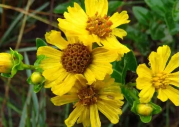 Margarida com risco de extinção é encontrada pela primeira vez após 50 anos — Foto: Divulgação/Gustavo Heiden