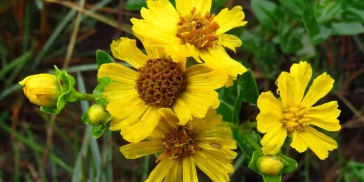 Margarida com risco de extinção é encontrada pela primeira vez após 50 anos — Foto: Divulgação/Gustavo Heiden