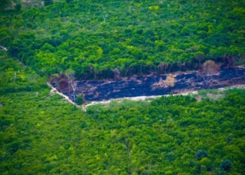 Desmatamento tem menor nível desde início da série histórica • Pedro Guerreiro / Ag. Pará