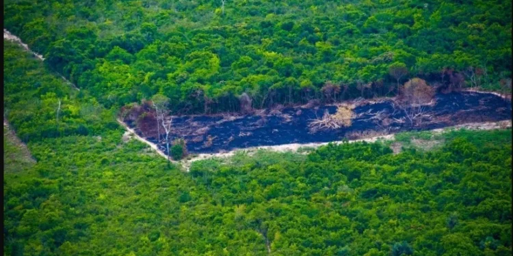 Desmatamento na Amazônia atinge menor nível já registrado em fevereiro