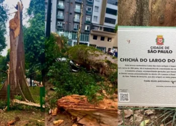 Chichá do Largo do Arouche • Crédito: Portal Sta Cecilia Barra Funda