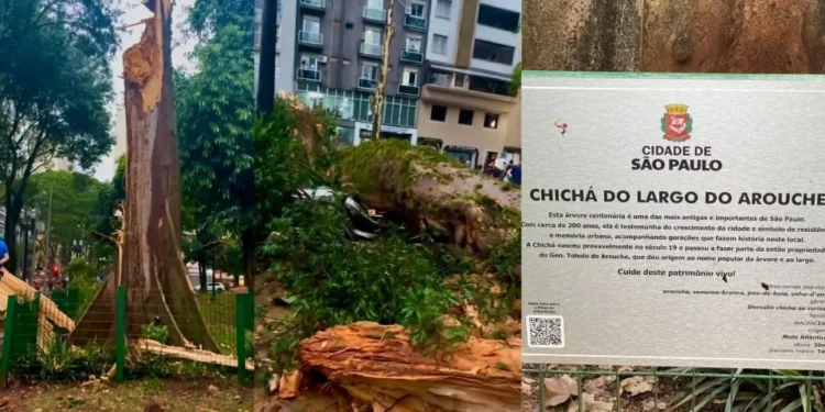 Chuva derrubou terceira árvore mais antiga da cidade de SP